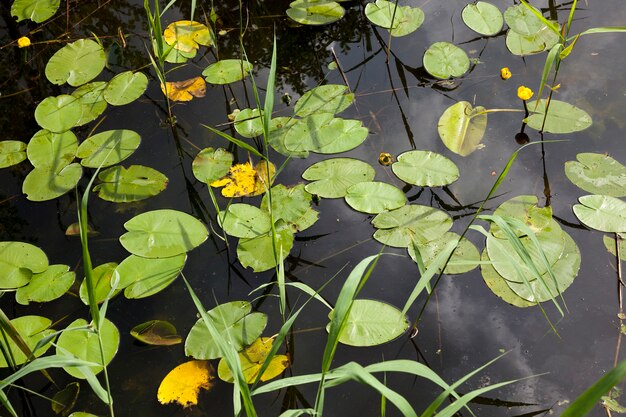 Lac avec des nénuphars en croissance