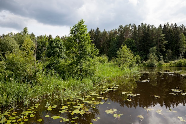 Lac Avec Des Nénuphars En Croissance