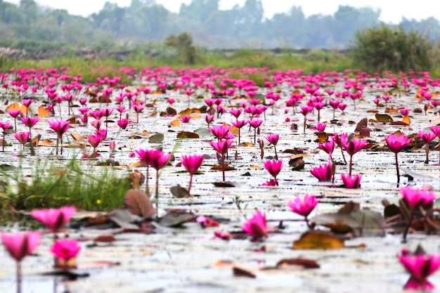Le lac des nénuphars, Udonthani, Thaïlande
