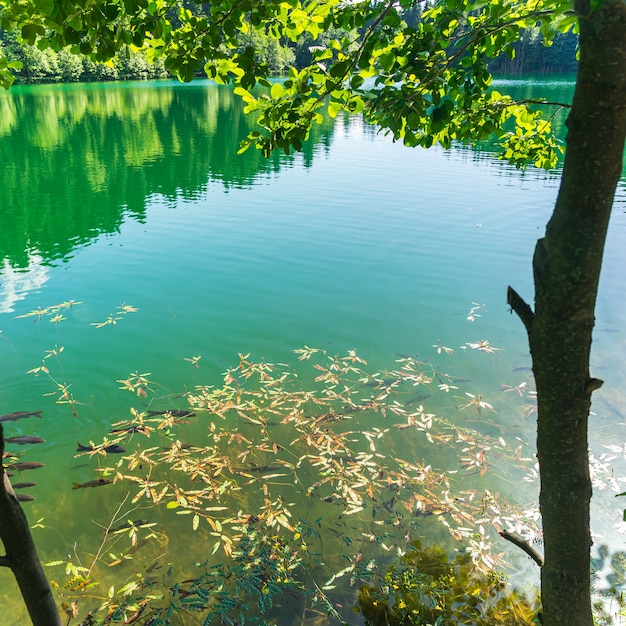 Photo lac noir (karagol), parc national. savsat, artvin, turquie, - région de la mer noire