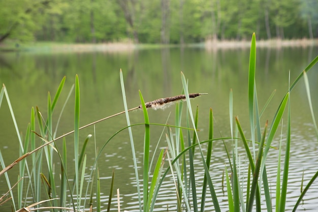 lac par une journée ensoleillée