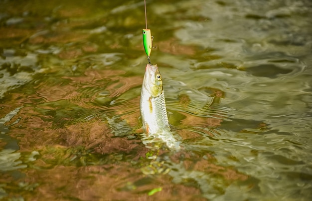 Lac de pêche rivière d'eau douce. Bonne prise. Pêche à la mouche. Poisson à l'hameçon. Attrape-moi si tu peux. Appâts pour hameçons. Équipement de pêche. Loisirs dans la nature. Eau transparente. Activité sportive de loisir. Appât à truite.