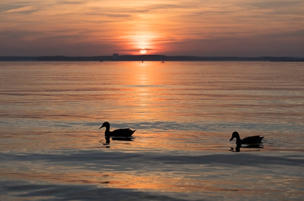 Lac pendant le coucher du soleil d'été et beaux canards du ciel du soir sur le lac de la forêt photo de haute qualité