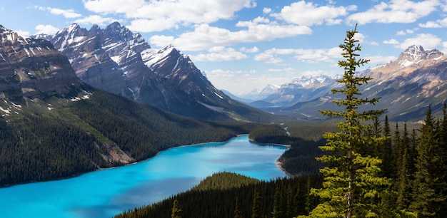 Lac Peyto vu du haut d'une montagne au cours d'une journée ensoleillée