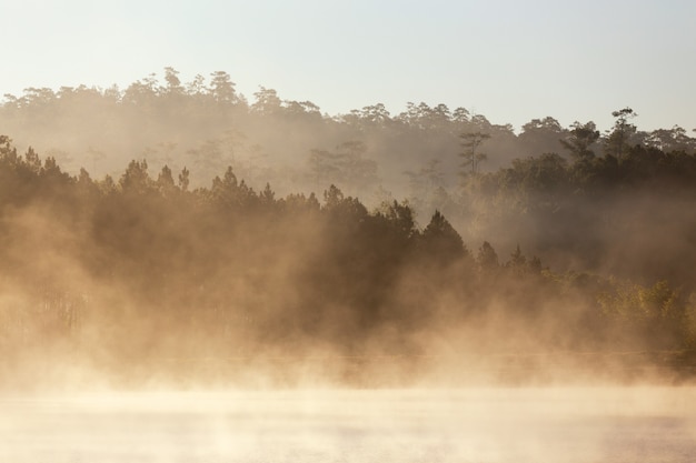 Lac et pinède matin