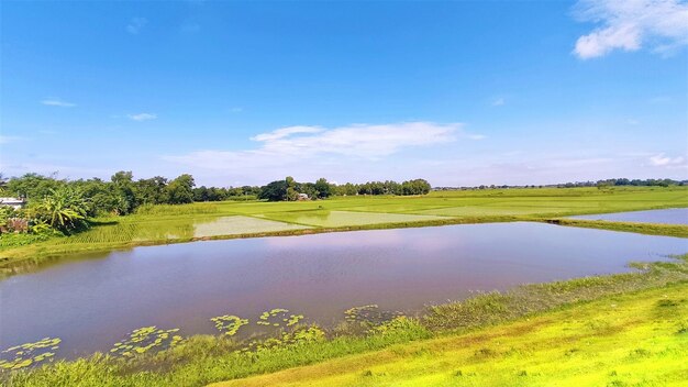 Lac avec plantes et ciel bleu avec nuage