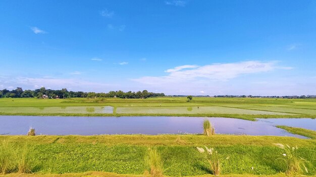 Lac avec plantes et ciel bleu avec nuage