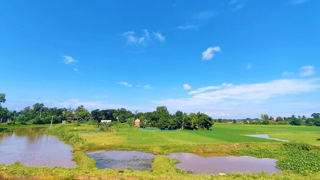 Lac avec plantes et ciel bleu avec nuage