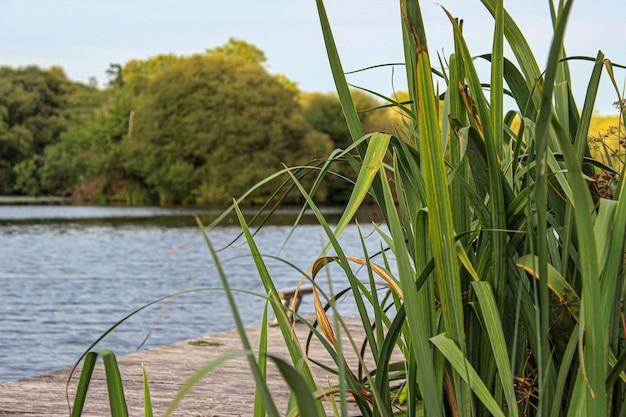 Un lac avec un quai en bois et quelques plantes dessus