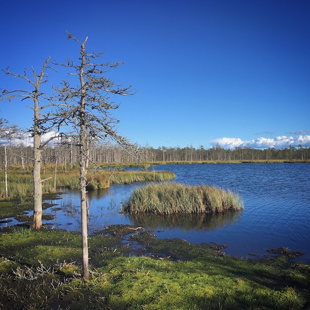 Photo un lac avec quelques arbres et un oiseau dessus