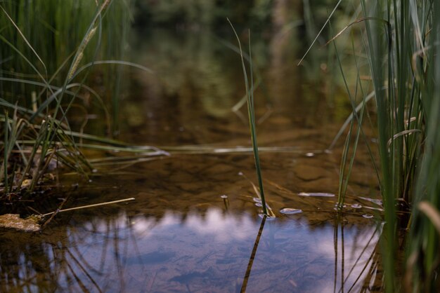 Lac rouge