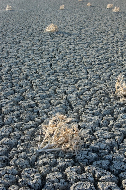 Lac salé séché et épines