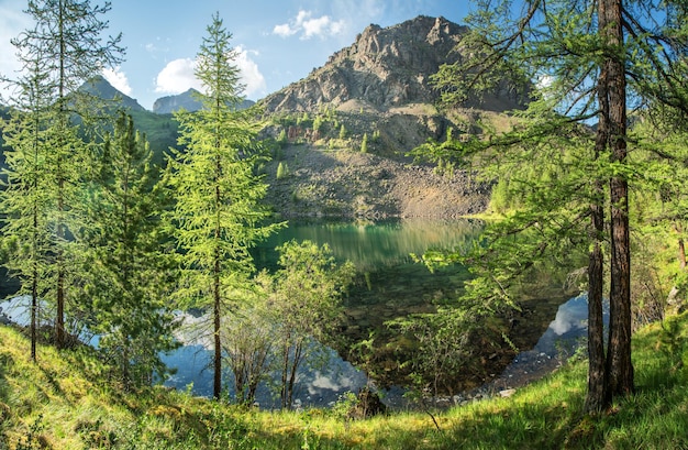 Lac sauvage dans les montagnes de l'Altaï un matin d'été, arbres sur le rivage