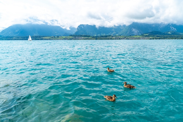 Lac de Thoune avec montagne en Suisse