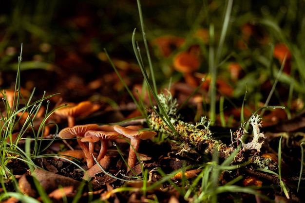 Laccaria laccata dans une forêt du point de vue worm39seye