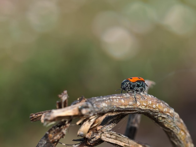 Lachnaia sexpunctata