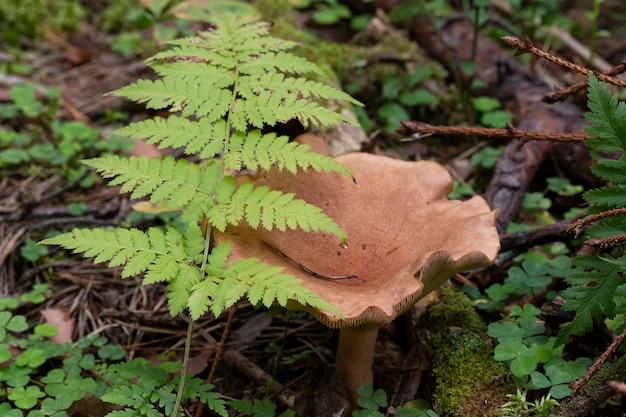 Lactarius helvus, communément appelé fenugrec milkcap, champignon comestible de couleur gris-rose dans la mousse de la forêt