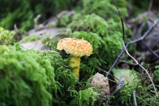 Photo lactarius torminosus poussant dans une herbe dans une forêt sauvage avec de la mousse verte