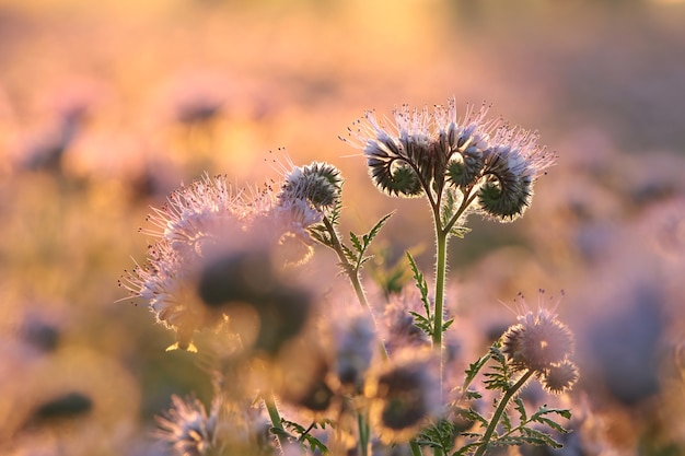 Lacy phacelia dans le domaine pendant le lever du soleil