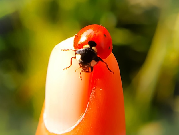 Photo lady beetle dans le doigt sur fond vert flou