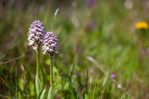 Lady orchid orchis purpurea floraison plantes protégées