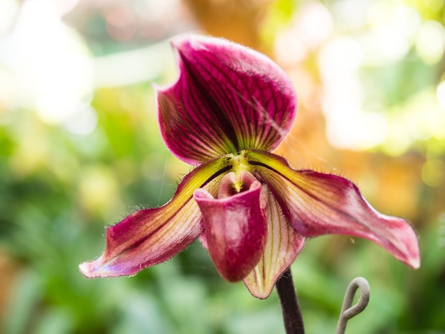 Lady slipper orchid a une forme unique