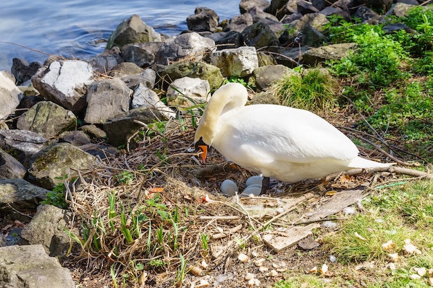 Lady Swan assis dans un nid protégeant ses oeufs