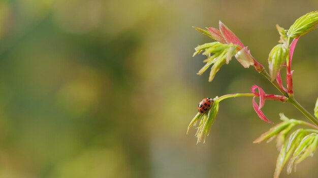 Photo ladybug dans un jardin jeunes feuilles rouges d'érable japonais ou acer palmatum au printemps de près