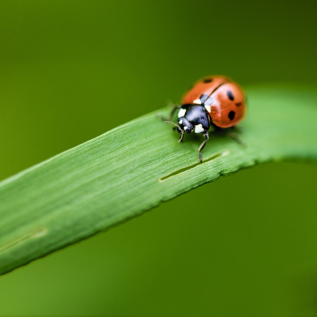 Ladybug on grass macro close up