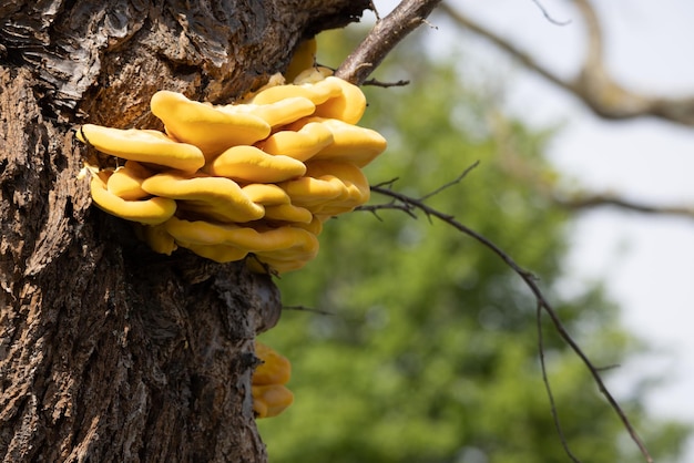 Laetiporus Sulphureus Bracket Champignon poussant sur un arbre au printemps