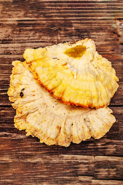 Laetiporus sulphureus, champignon forestier sauvage