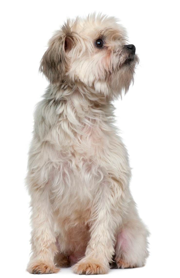Photo lãƒâ¶wchen ou petit chien lion ou little lion dog (3 ans)