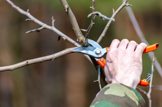 Élagage de saison des arbres. L'agriculteur s'occupe du verger.