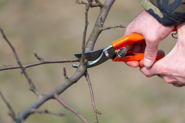 Élagage de saison des arbres. L'agriculteur s'occupe du verger.