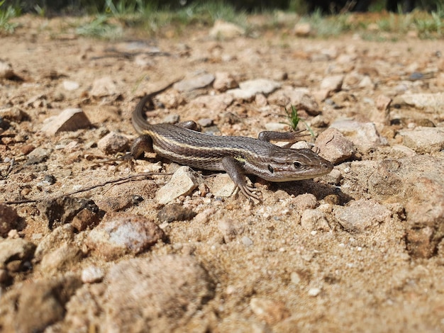 Photo lagartija colilarga ou psammodromus algirus dans le parc naturel de la mata à torrevieja