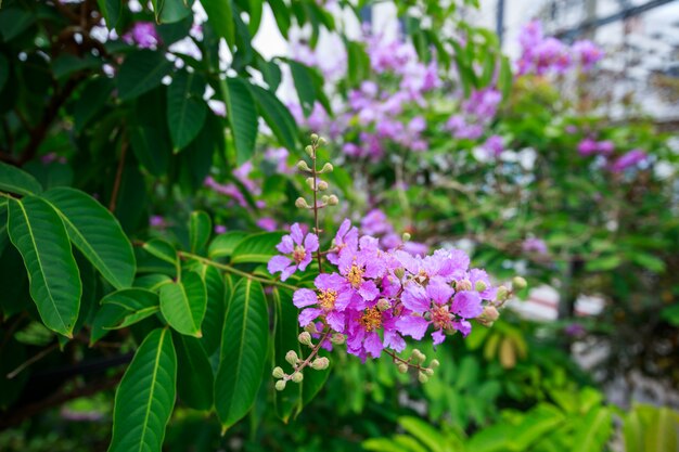 Lagerstroemia, fleur de myrte du crêpe