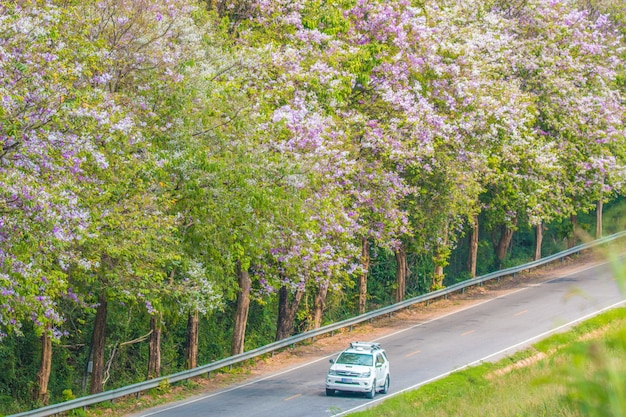 Lagerstroemia floribunda fleurit le long du chemin tandis que la voiture conduit pour voyager