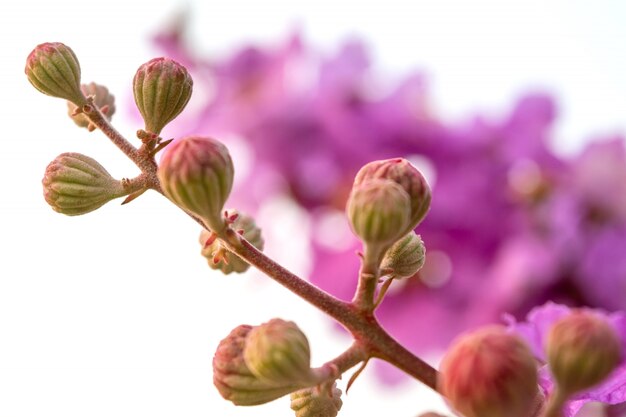 Lagerstroemia speciosa