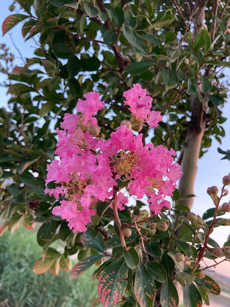 Lagerstromia indienne ou lilas indien