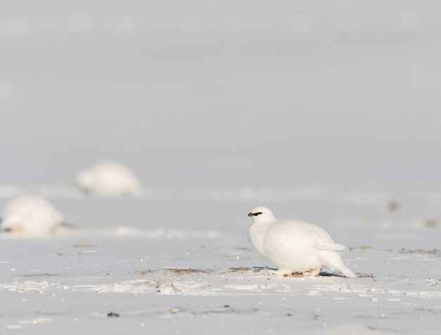 Lagopède du Svalbard, Lagopus muta hyperborea, oiseau au plumage d'hiver, dans la neige à Svalbard