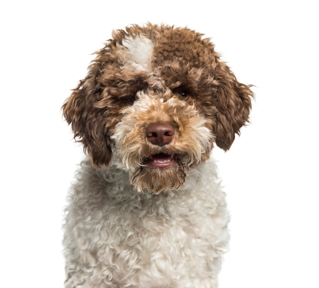 Lagotto Romagnolo, 7 mois, devant un fond blanc