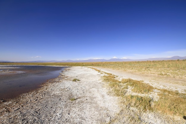 Laguna Cejar Atacama Chili