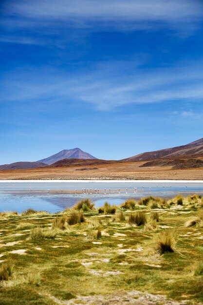 Photo laguna colorada en bolivie