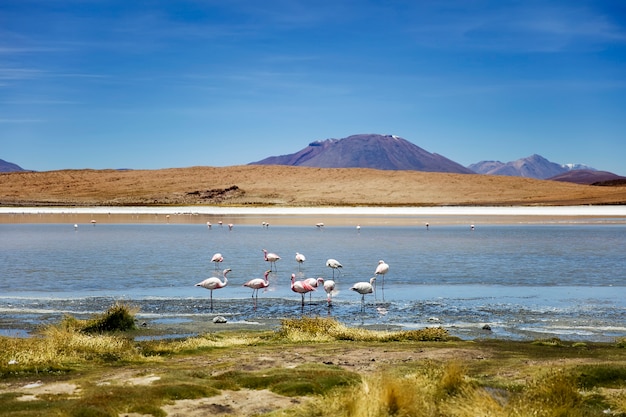 Laguna Colorada en Bolivie