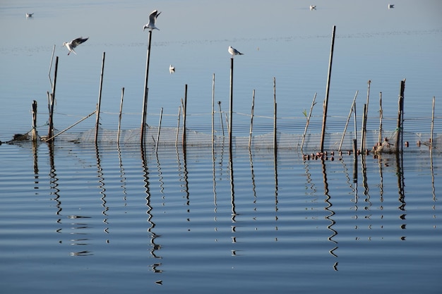 Lagune avec cannes et oiseaux en vue, pêche traditionnelle dans la lagune de Valence. Espagne