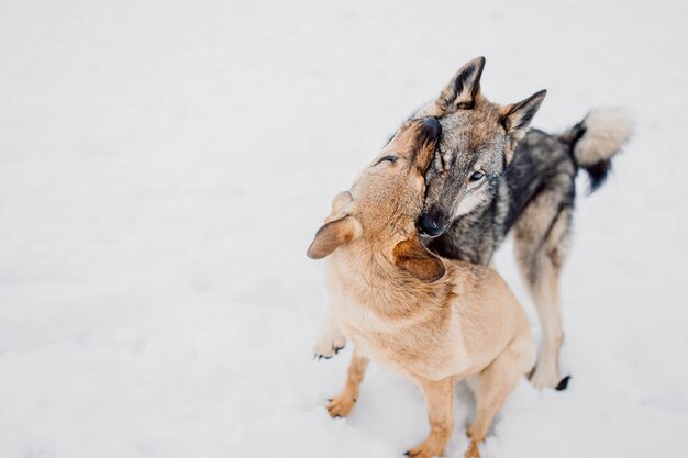 Laika joue agressivement avec le chien deux chiens se battent