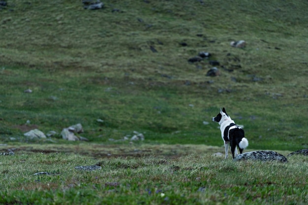 Laika de Sibérie orientale dans les montagnes de l'Altaï se dresse au pied de la montagne