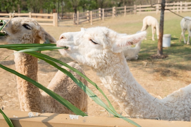 Laine d&#39;alpaga blanche mangeant de l&#39;herbe