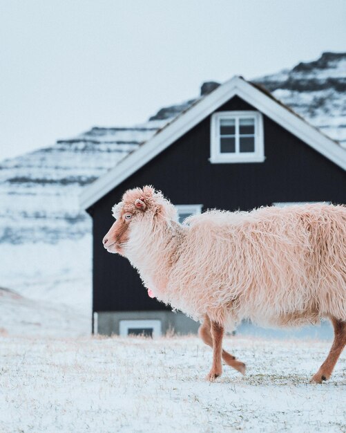 la laine de llama