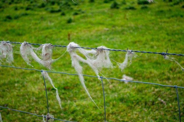 Photo laine de mouton coincée dans une clôture de barbelés